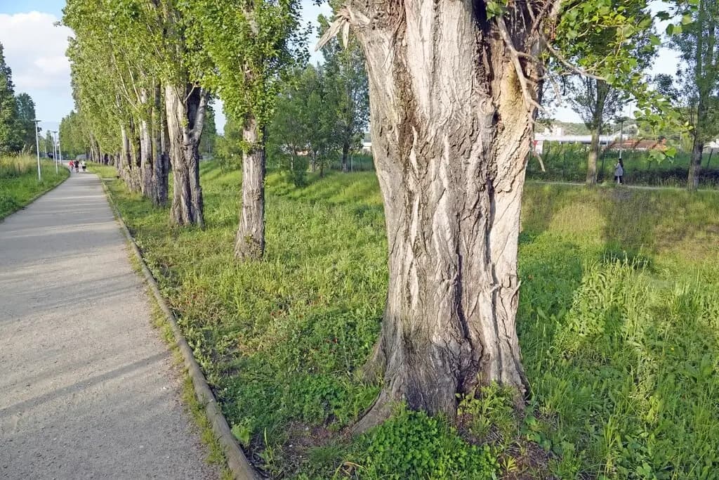 Parque Urbano do Rio da Costa em Odivelas